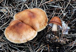 Gymnopus dryophilus .